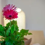 Positano Casa Delizia