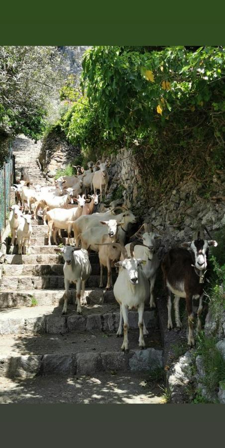 Holiday home Estate4home - Goat Path Positano