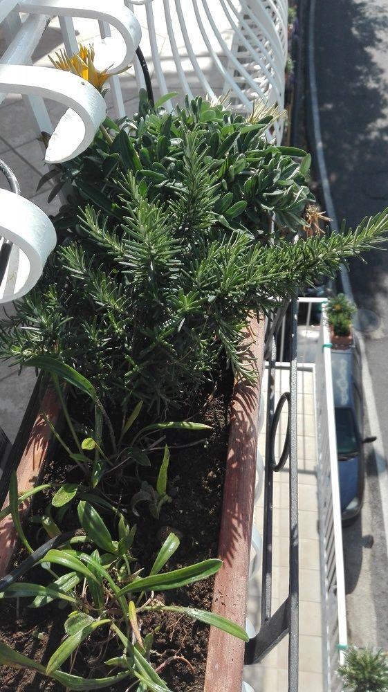Appartamento La Sorgente Del Sole Positano